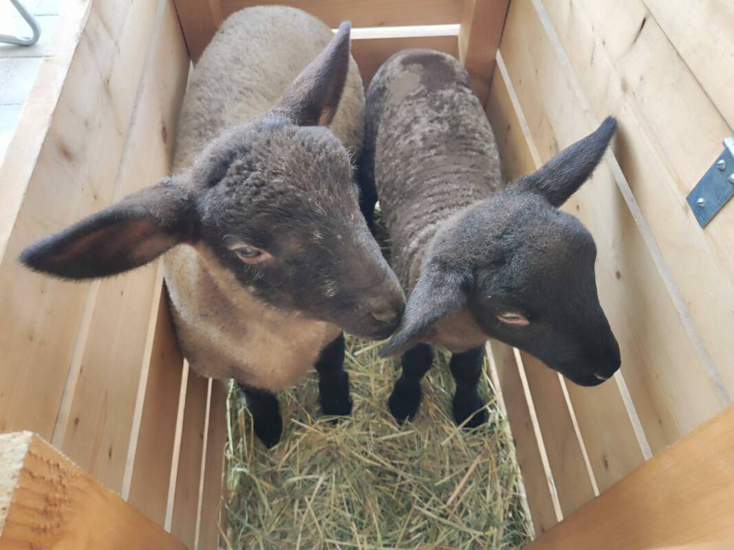 Tierbabys bei den Blumenzwergen 6