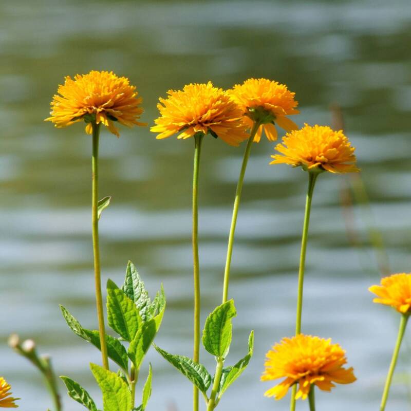 Gelbe Blumen mit langen Stilen