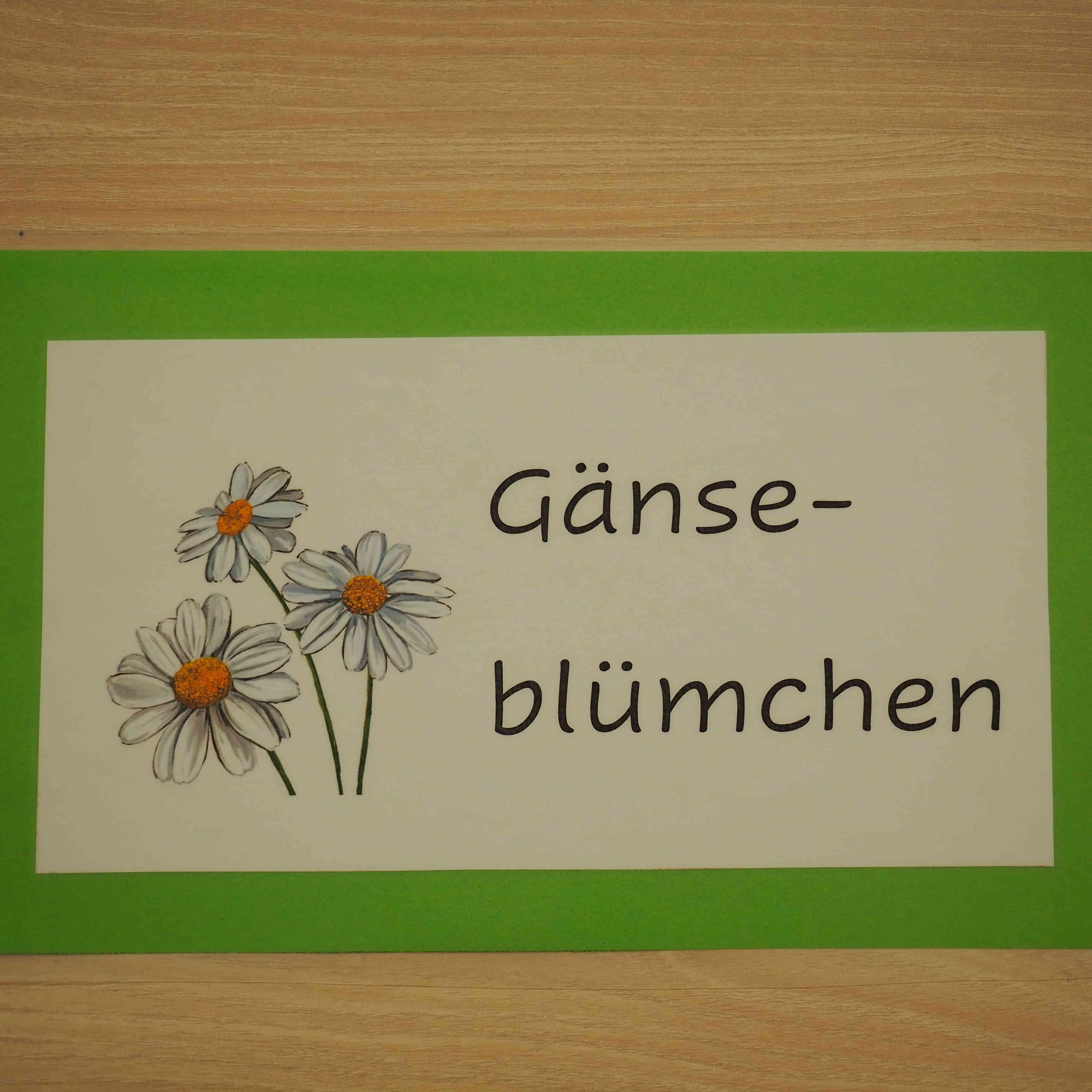 Gänseblümchen