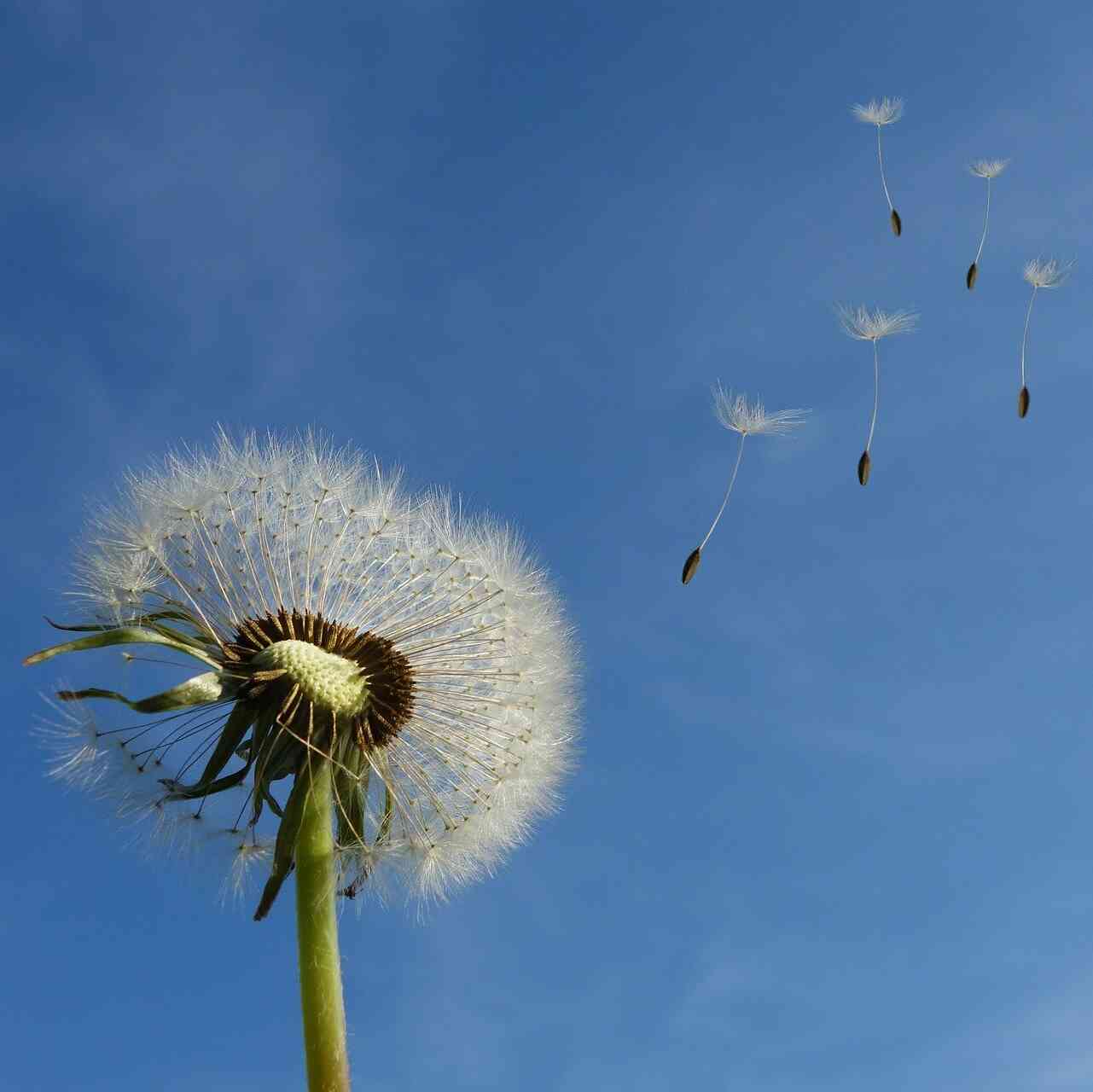 Pusteblumen