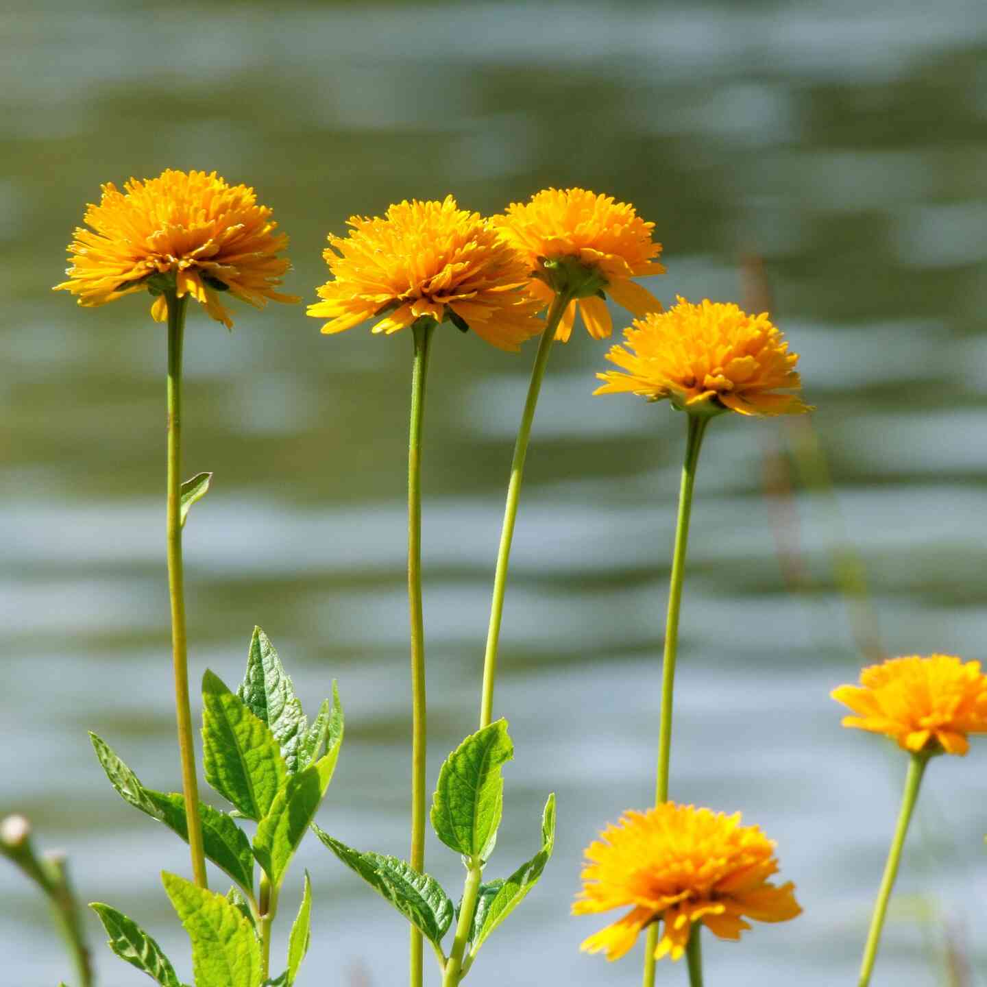 Gelbe Blumen mit langen Stilen