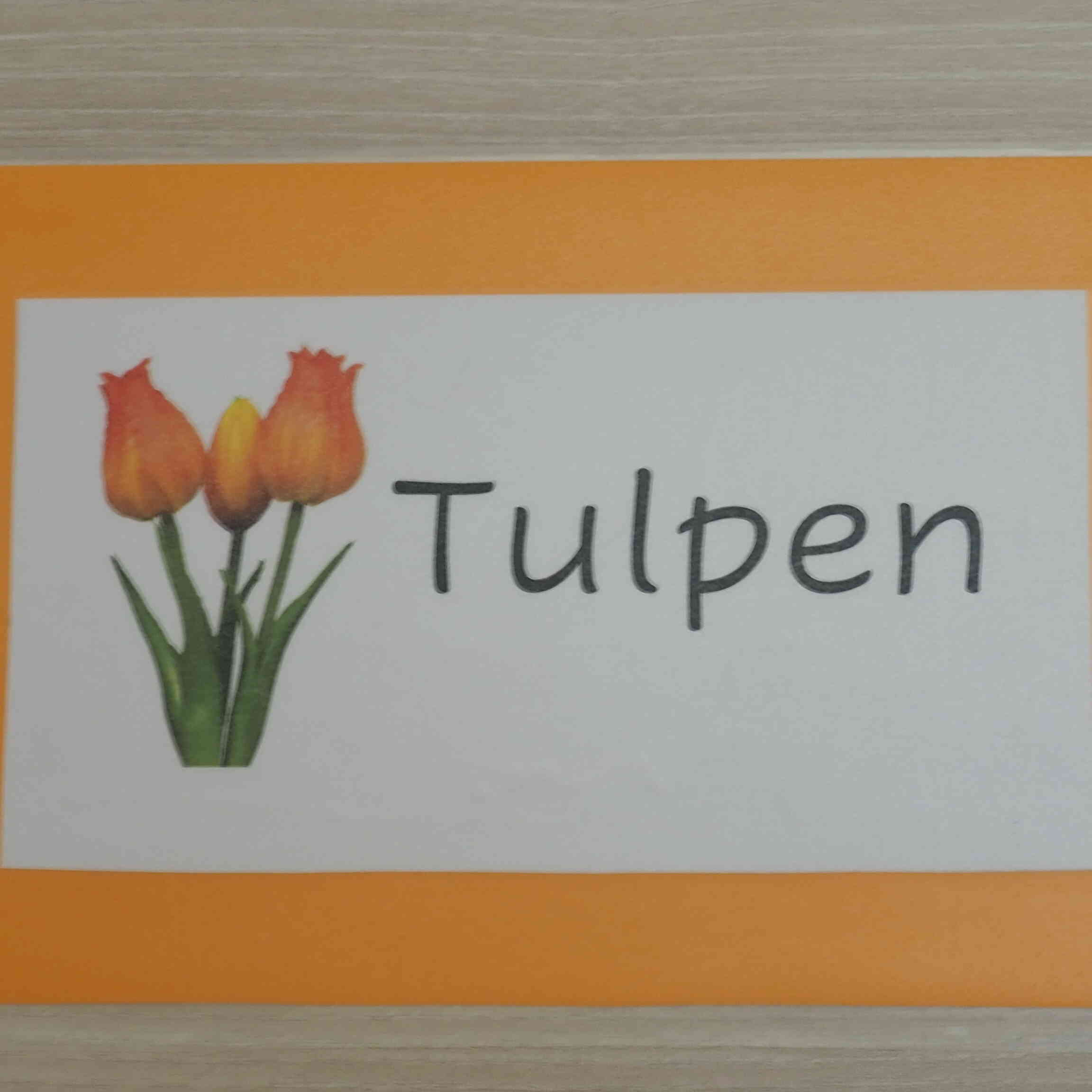 Tulpengruppe 