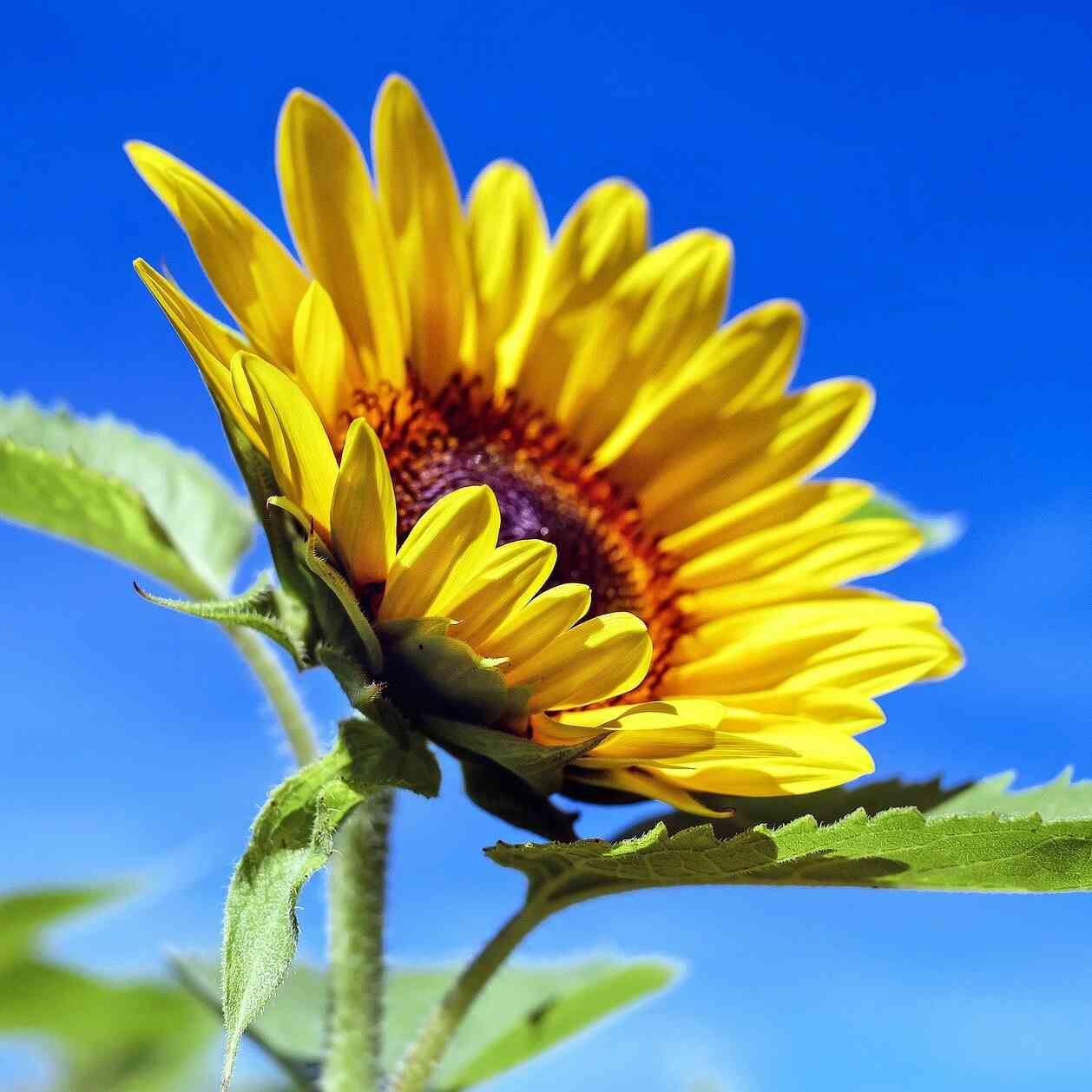 Sonnenblume