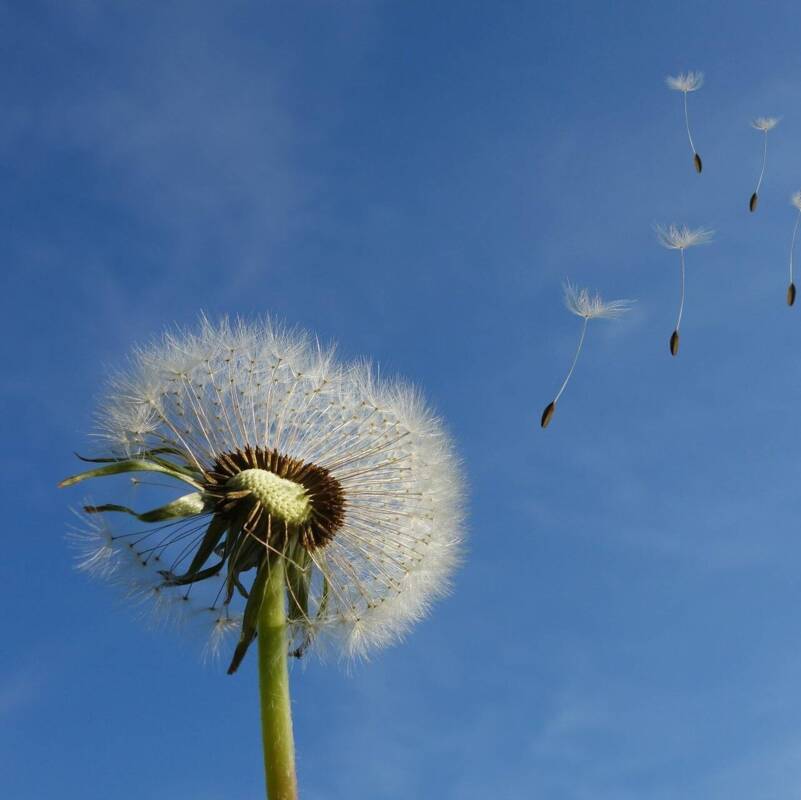 Pusteblumen