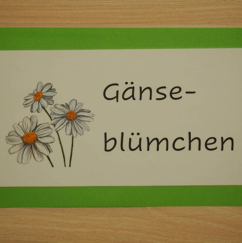 Gänseblümchen